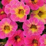 5" pot - Calibrachoa