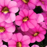 5" pot - Calibrachoa