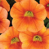 5" pot - Calibrachoa