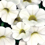 5" pot - Calibrachoa