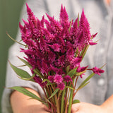 3.5" pot - Celosia Cut Flower Varieties