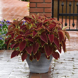 3.5" pot - Coleus