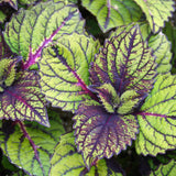 4.5" pot - Coleus