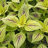 4.5" pot - Coleus