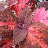 4.5" pot - Coleus