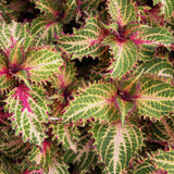 4.5" pot - Coleus