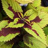 4.5" pot - Coleus