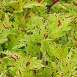 4.5" pot - Coleus