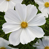 3.5" pot - Cosmos
