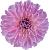 5" pot - Dahlia