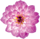 5" pot - Dahlia