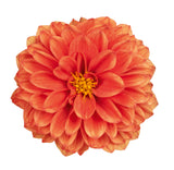 5" pot - Dahlia