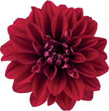 5" pot - Dahlia