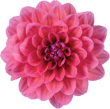 5" pot - Dahlia