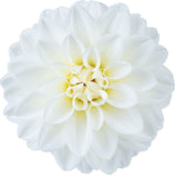 5" pot - Dahlia
