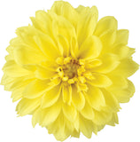 5" pot - Dahlia