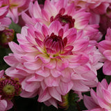 12" Patio Pot - Dahlia