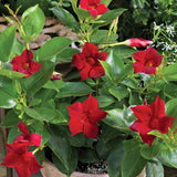 8" pot - Dipladenia