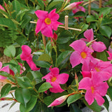8" pot - Dipladenia