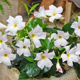 5" pot - Dipladenia
