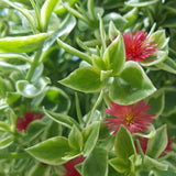 5" pot - Dorotheanthus (ice Plant)