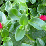 5" pot - Dorotheanthus (ice Plant)