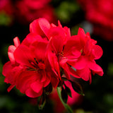 5" pot - Geranium, Ivy