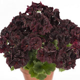 6" pot - Geranium, Regal