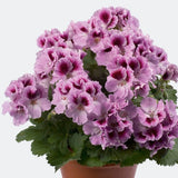 6" pot - Geranium, Regal
