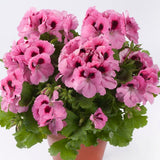 6" pot - Geranium, Regal