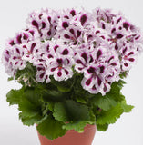 6" pot - Geranium, Regal