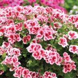 6" pot - Geranium, Regal