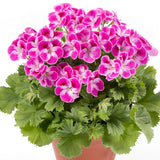 6" pot - Geranium, Regal
