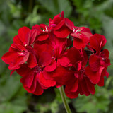 5" pot - Geranium, Ivy