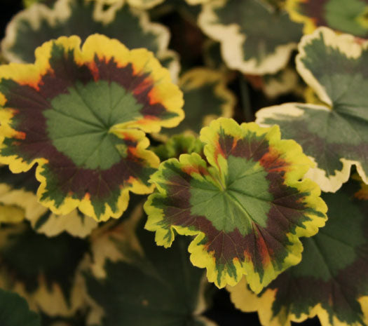 5" pot - Geranium, Brocade