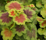 5" pot - Geranium, Brocade