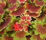 5" pot - Geranium, Brocade