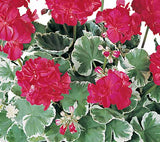 5" pot - Geranium, Brocade