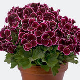 6" pot - Geranium, Regal