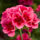 5" pot - Geranium