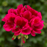 5" pot - Geranium