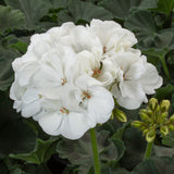 5" pot - Geranium