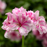 5" pot - Geranium, Ivy