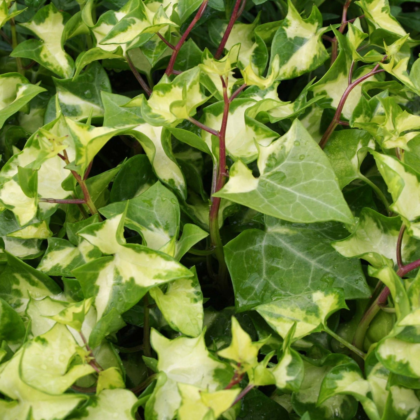 4.5" pot - German Ivy