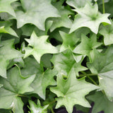 4.5" pot - German Ivy