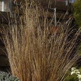 4.5" pot - Grass, Ornamental