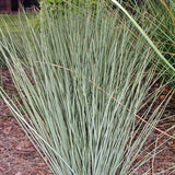 4.5" pot - Grass, Ornamental