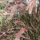 4.5" pot - Grass, Ornamental