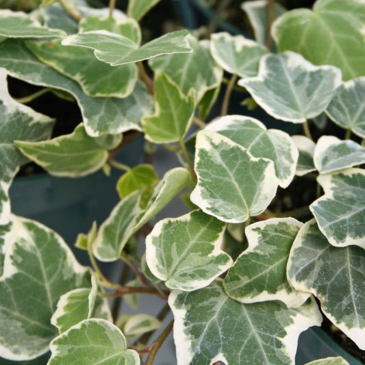 4" pot - Hedera Ivy