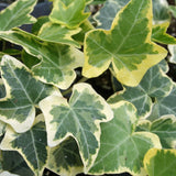 4" pot - Hedera Ivy